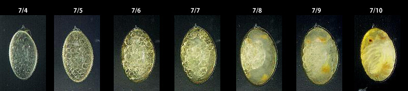 チョウトンボの卵の変化
